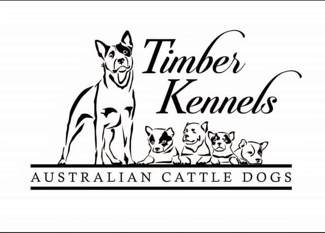 Substantive big blue male Australian Cattle Dog media 3