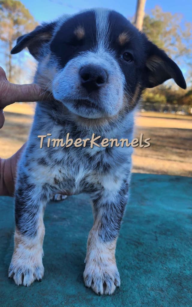 Substantive big blue male Australian Cattle Dog media 5