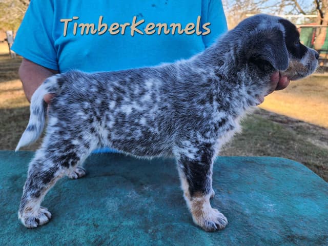 Substantive big blue male Australian Cattle Dog media 6