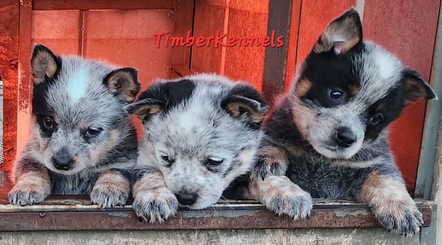 2 Top Show Quality Female Australian Cattle Dog Puppies media 6