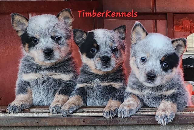 2 Top Show Quality Female Australian Cattle Dog Puppies media 5