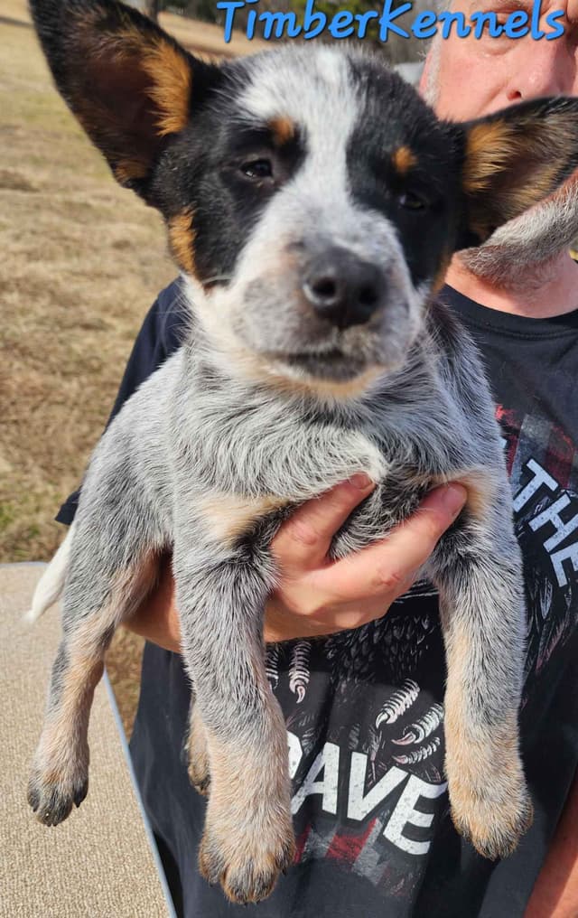5 Australian Cattle Dog Show & Pet  Girls Available media 2