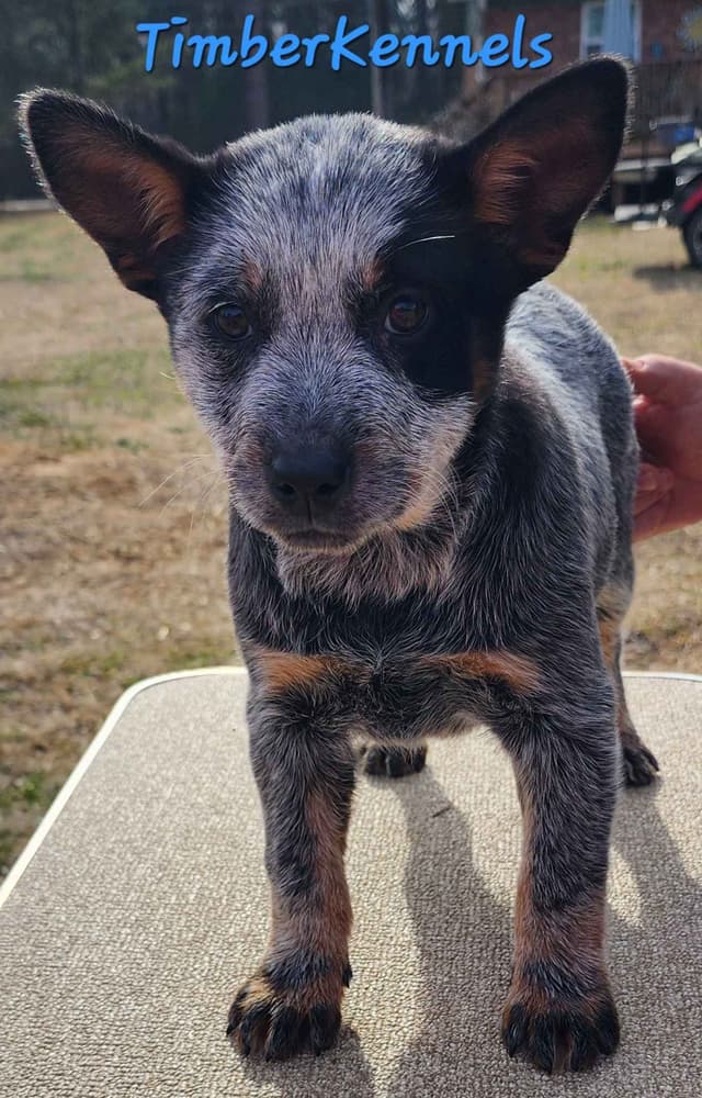 5 Australian Cattle Dog Show & Pet  Girls Available media 3