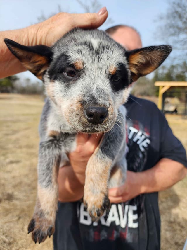 5 Australian Cattle Dog Show & Pet  Girls Available media 5