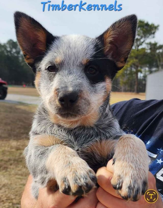5 Australian Cattle Dog Show & Pet  Girls Available media 4