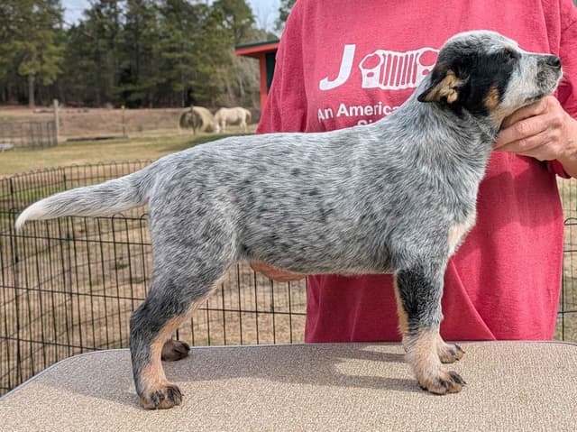 2 Top Show Quality Female Australian Cattle Dog Puppies media 3