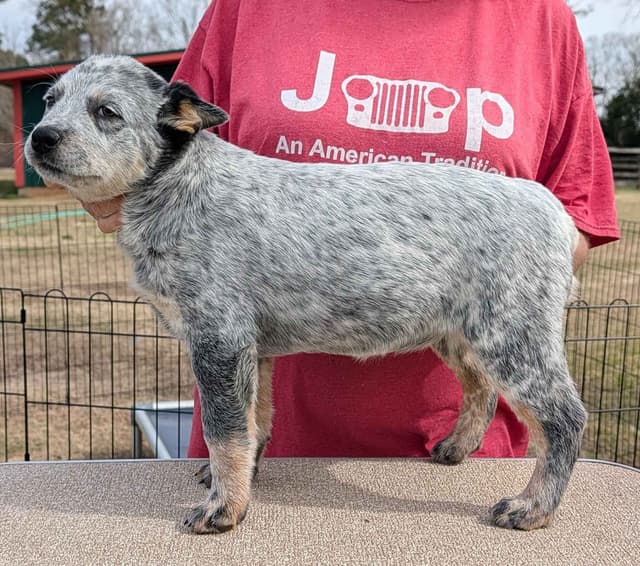2 Top Show Quality Female Australian Cattle Dog Puppies media 2