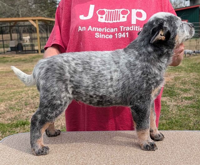 2 Top Show Quality Female Australian Cattle Dog Puppies media 4