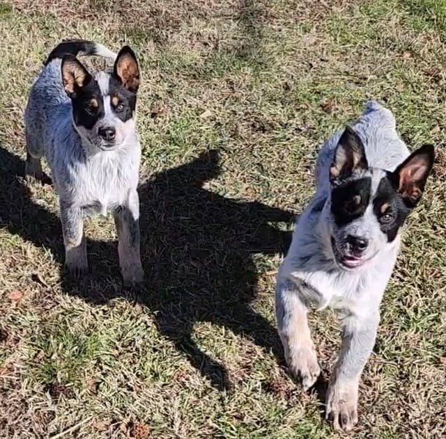 Substantive big blue male Australian Cattle Dog media 4