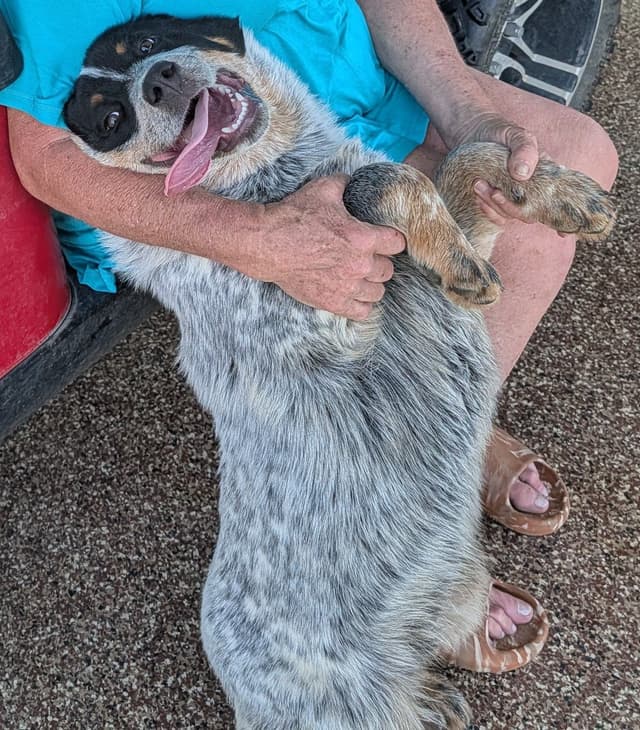 Substantive big blue male Australian Cattle Dog media 2