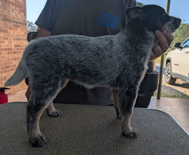 Female Australian Cattle Dog Pup media 2