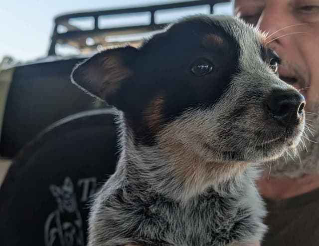 Female Australian Cattle Dog Pup media 3
