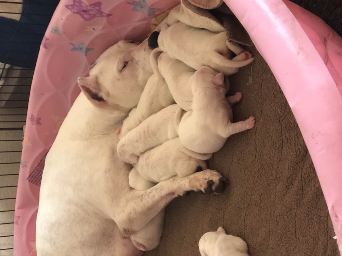 Dogo Argentino Puppies breeder image 2