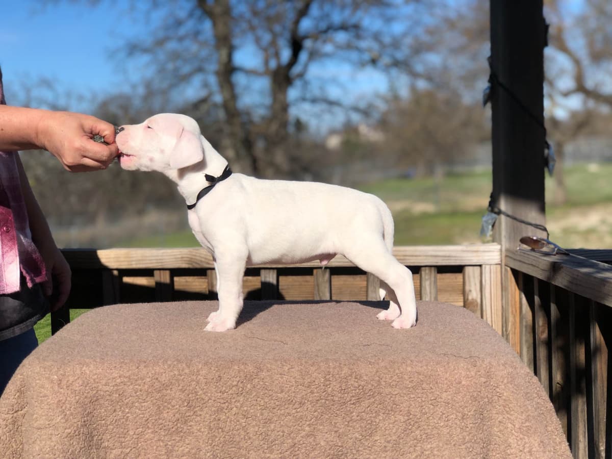 Dogo Argentino Puppies breeder image 3