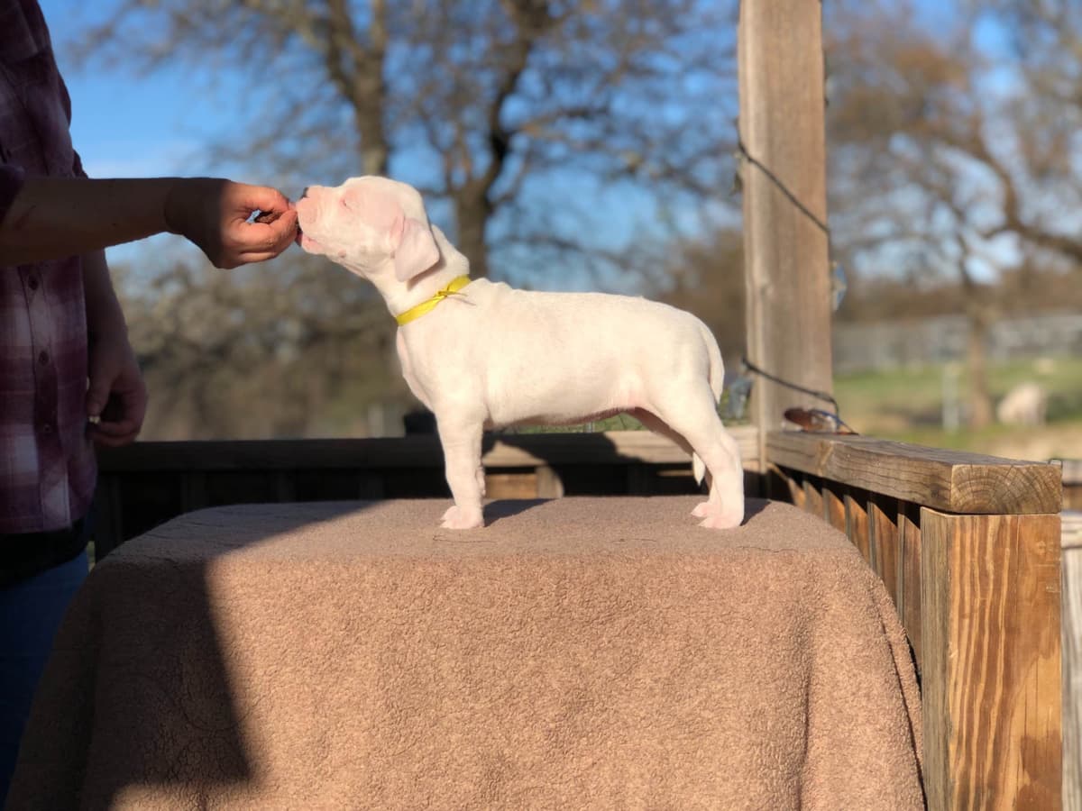 Dogo Argentino Puppies breeder image 4