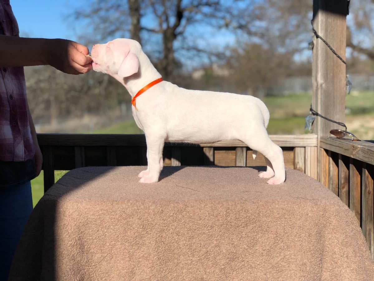 Dogo Argentino Puppies breeder image 5
