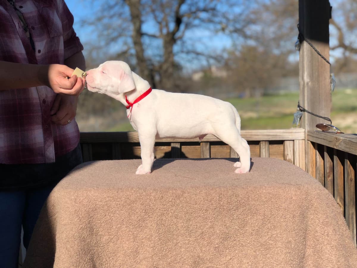 Dogo Argentino Puppies breeder image 6