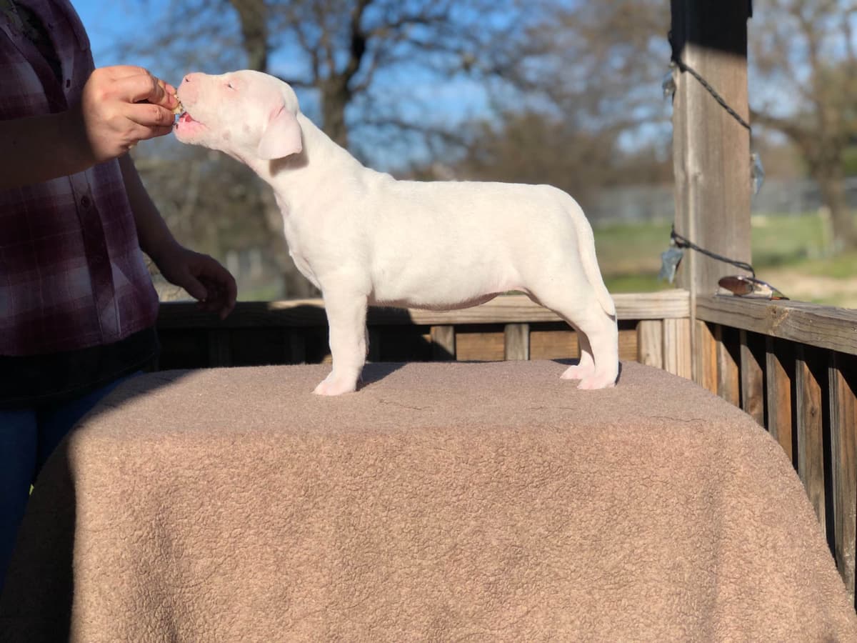 Dogo Argentino Puppies breeder image 8