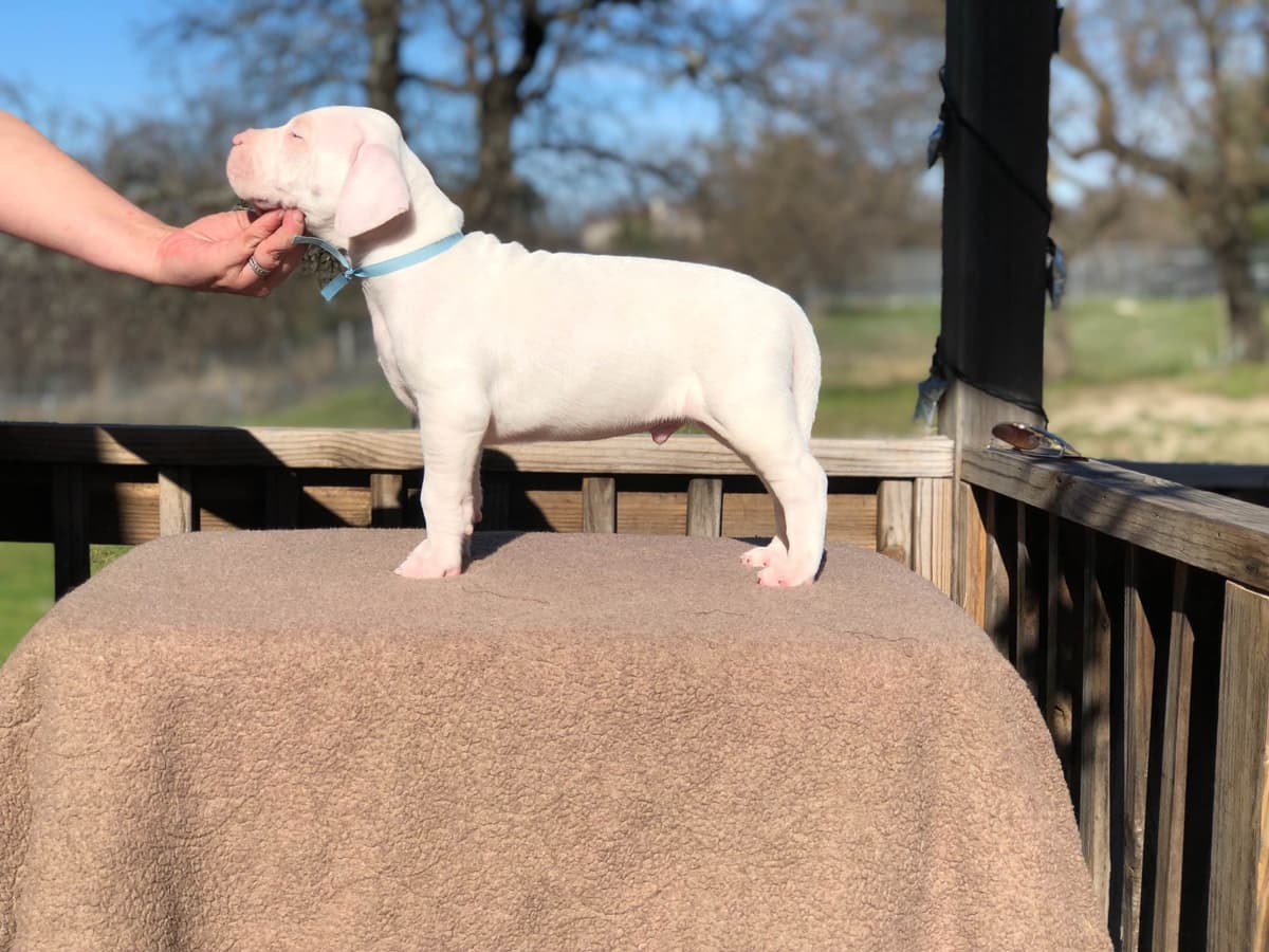 Dogo Argentino Puppies breeder image 7