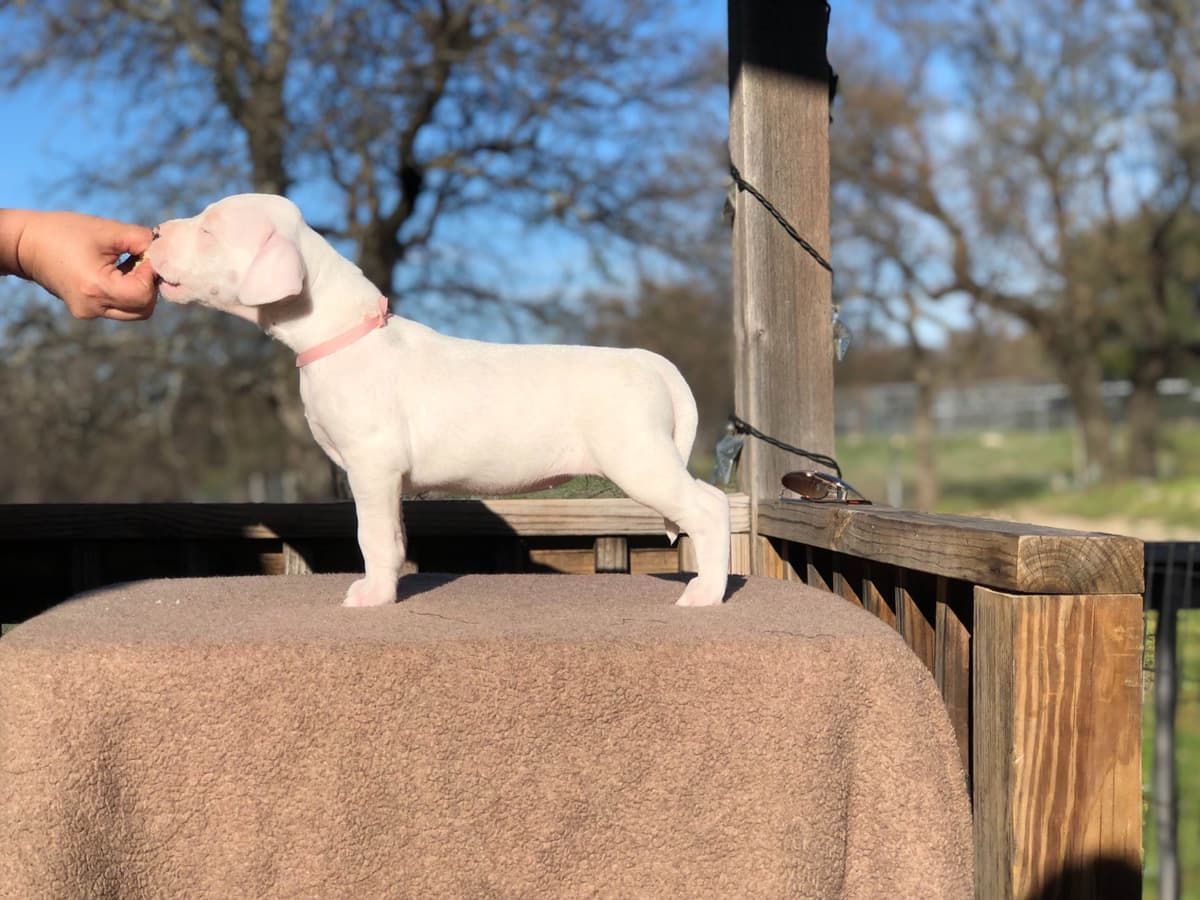 Dogo Argentino Puppies breeder image 9