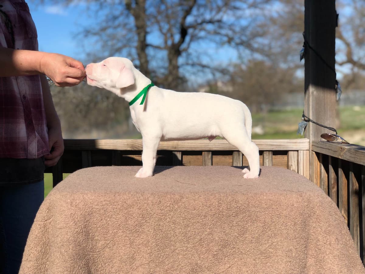Dogo Argentino Puppies breeder image 10