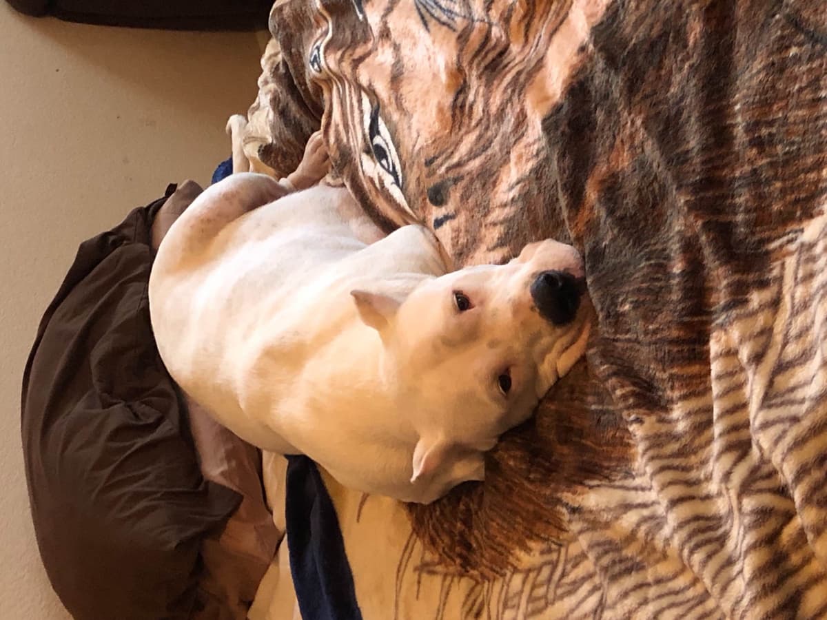 Dogo Argentino Puppies breeder image 11