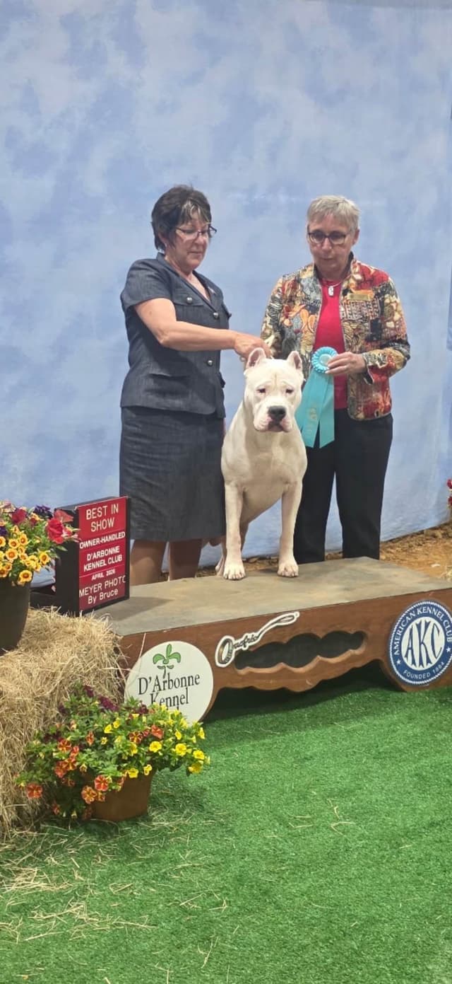 Dogo Argentino Puppies media 2
