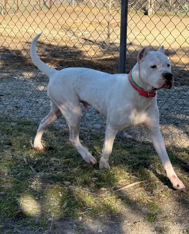 Dogo Argentino Puppies media 3