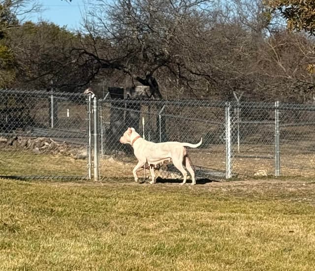 Dogo Argentino Puppies media 4