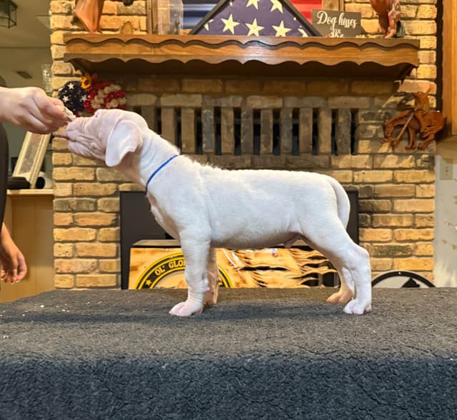Dogo Argentino Puppies media 6