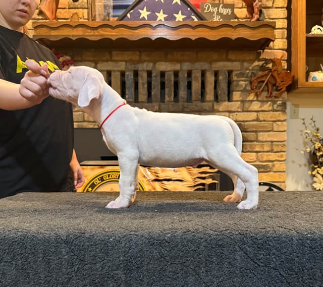Dogo Argentino Puppies media 5