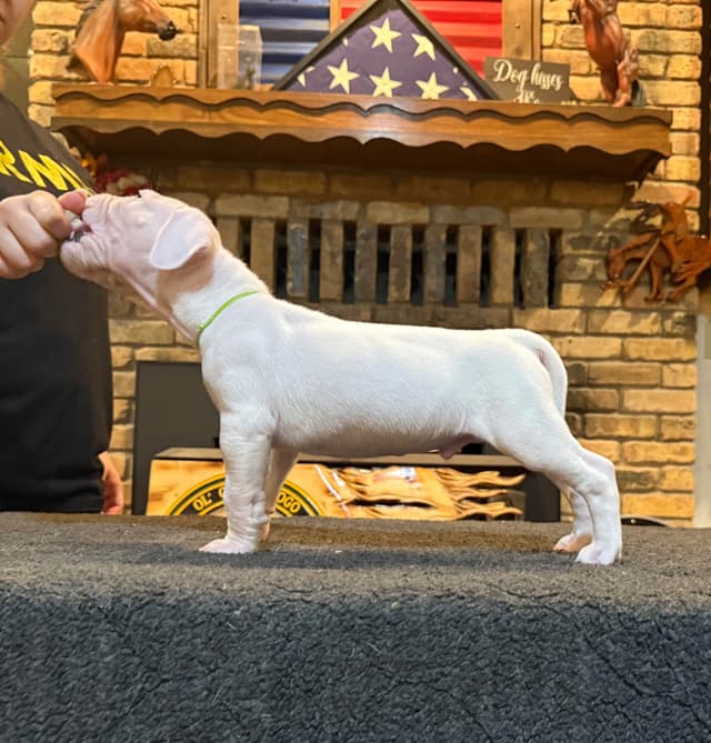 Dogo Argentino Puppies media 7