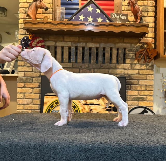 Dogo Argentino Puppies media 8