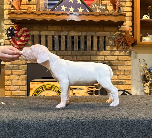 Dogo Argentino Puppies media 9