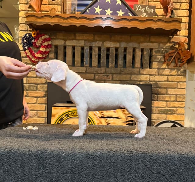 Dogo Argentino Puppies media 10