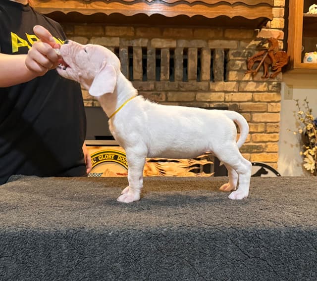 Dogo Argentino Puppies media 11