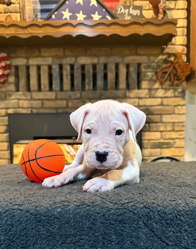 Dogo Argentino Puppies media 12