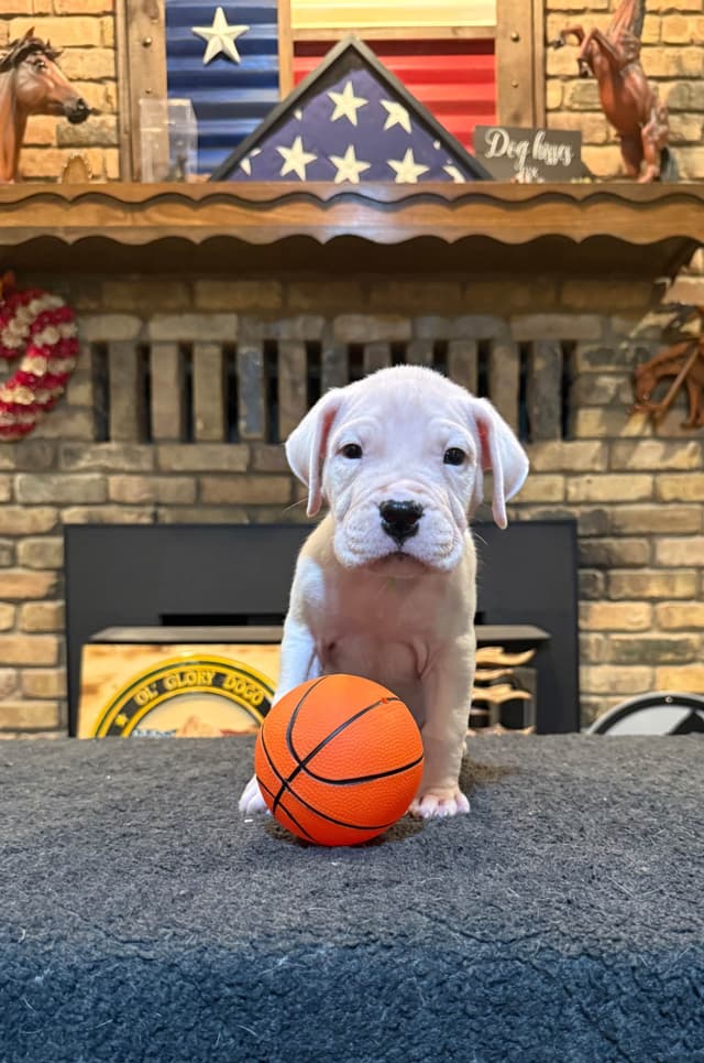 Dogo Argentino Puppies media 13