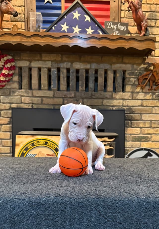 Dogo Argentino Puppies media 16