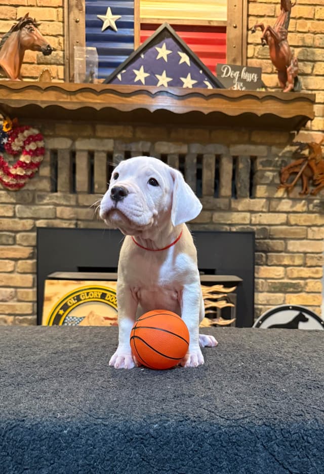 Dogo Argentino Puppies media 15