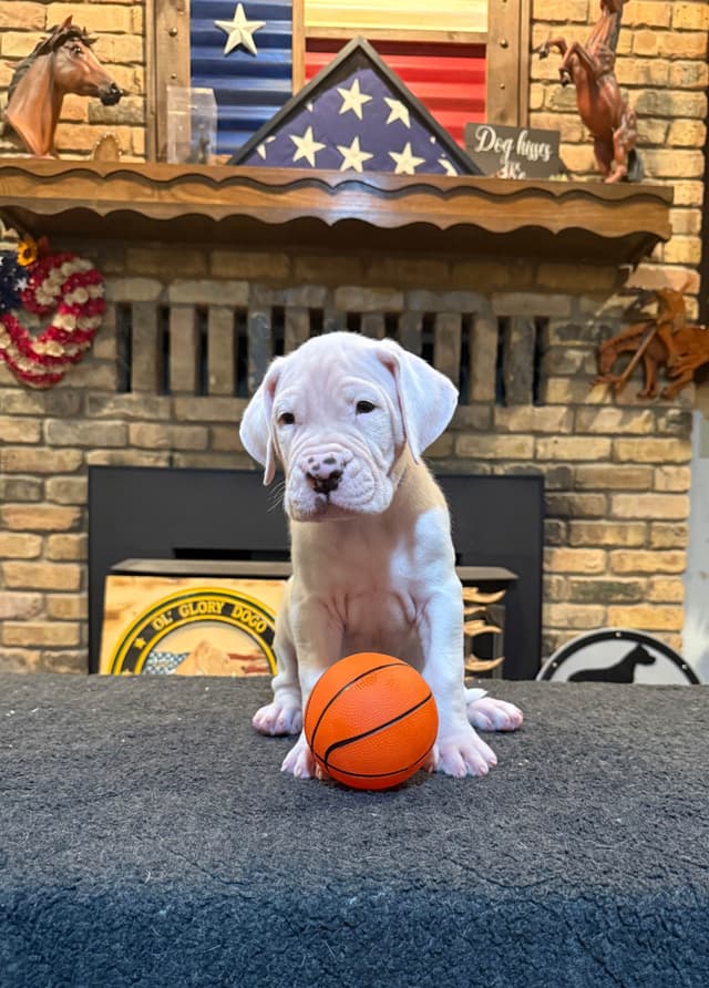 Dogo Argentino Puppies media 17
