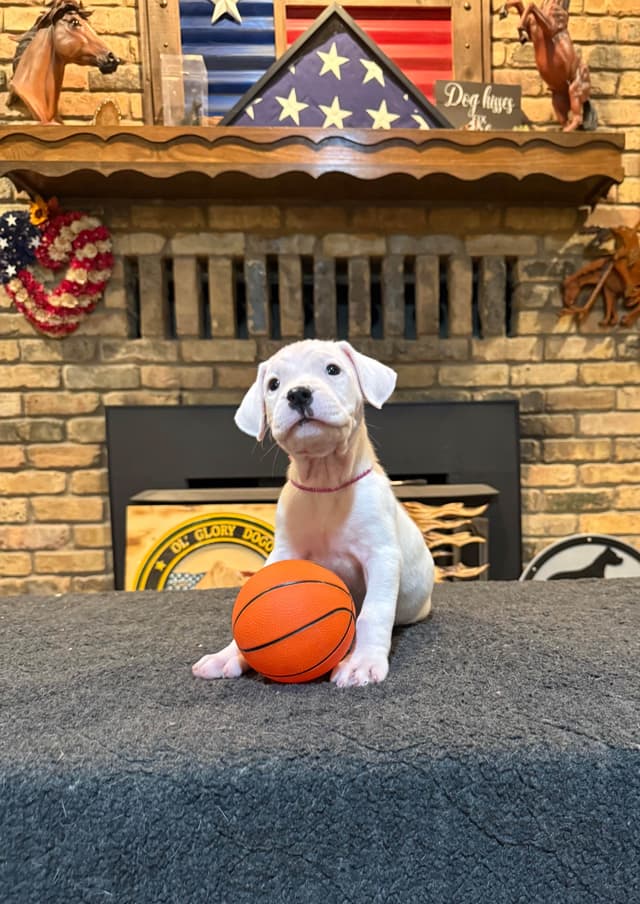 Dogo Argentino Puppies media 19