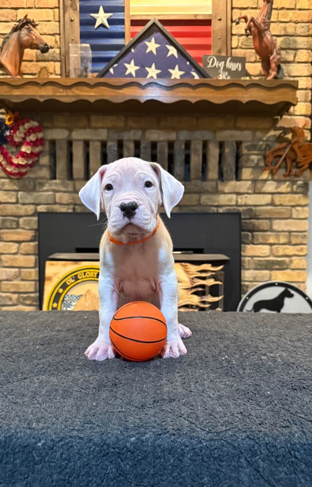 Dogo Argentino Puppies media 18