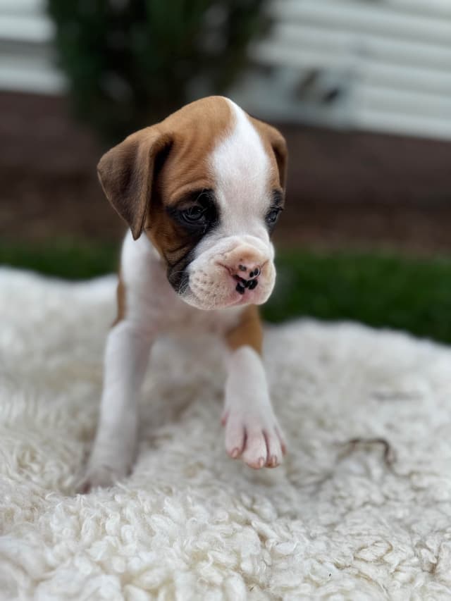Boxer Puppies media 2