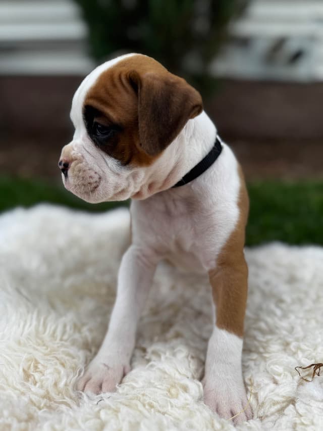 Boxer Puppies media 3