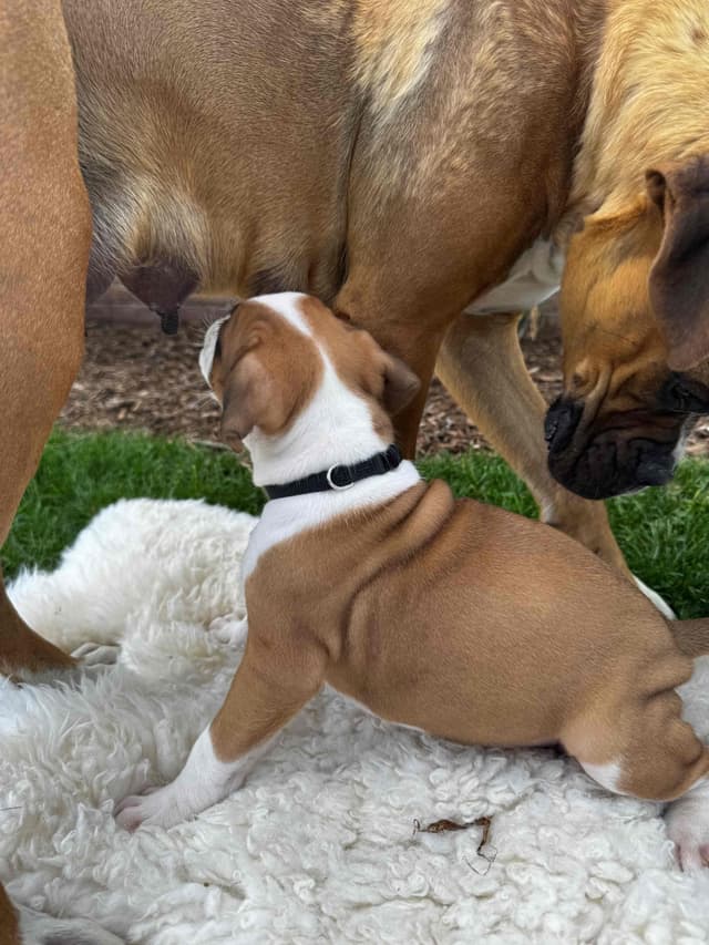 Boxer Puppies media 5