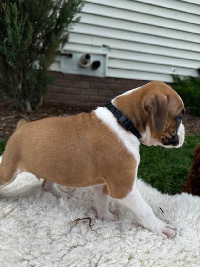 Boxer Puppies media 6