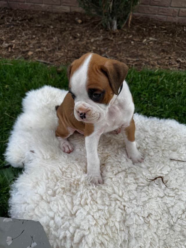 Boxer Puppies media 7