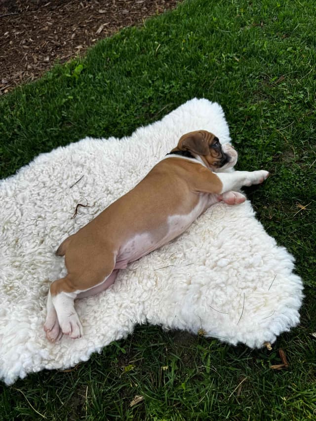 Boxer Puppies media 8