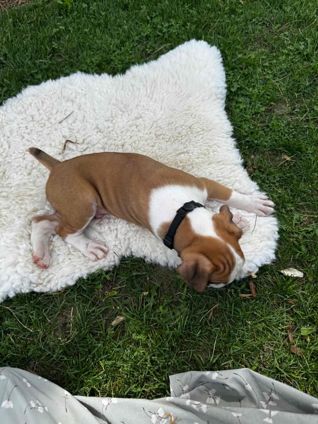 Boxer Puppies media 9
